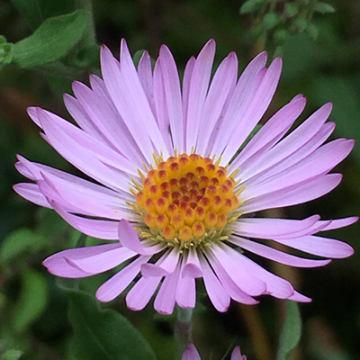 Climbing Aster