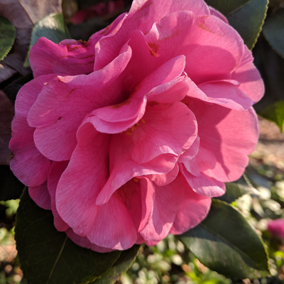 Marie Bracey Camellia 