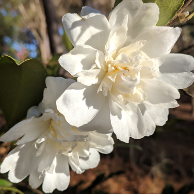 Snow Flurry Camellia