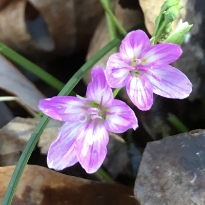 Virginia Springbeauty