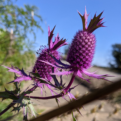 False Purple Thistle