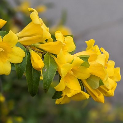 Carolina jessamine (state flower)