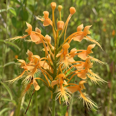 Orange Fringed Orchid