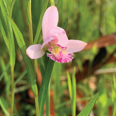 Snake-mouth Orchid