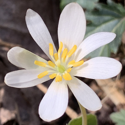 Bloodroot