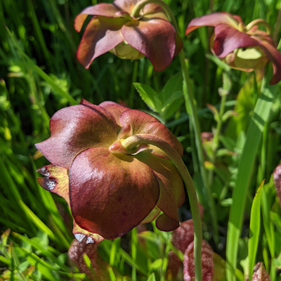 Parrot Pitcherplant