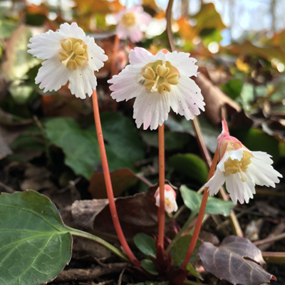 Oconee Bells