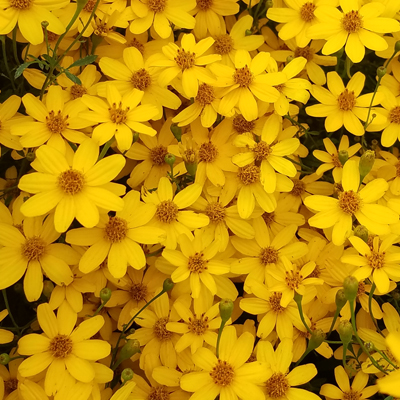 Mountain Marigold