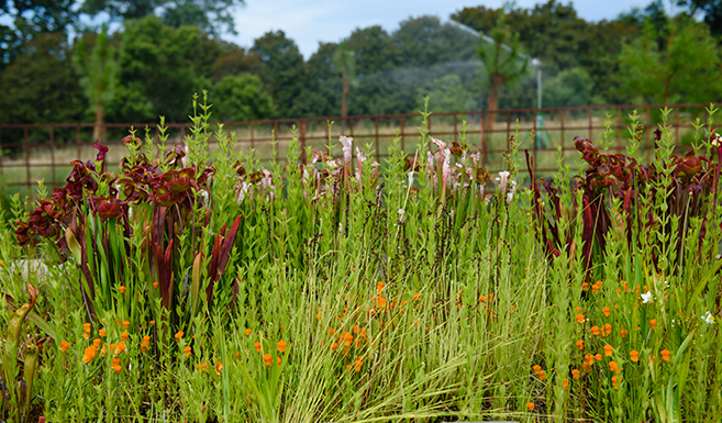 carnivorous plants