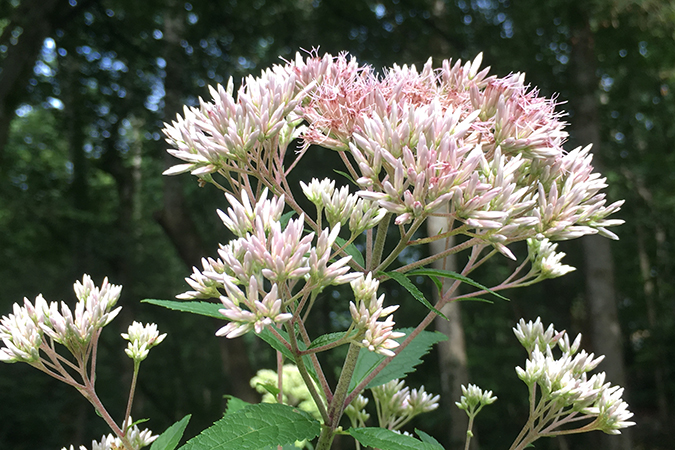 eupatorium maculatum