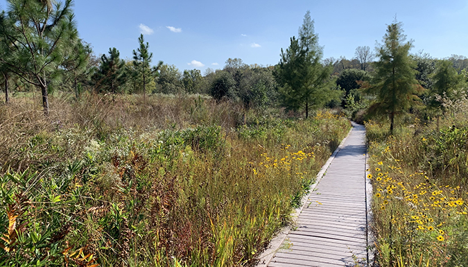 trail within the long leaf pine savannah