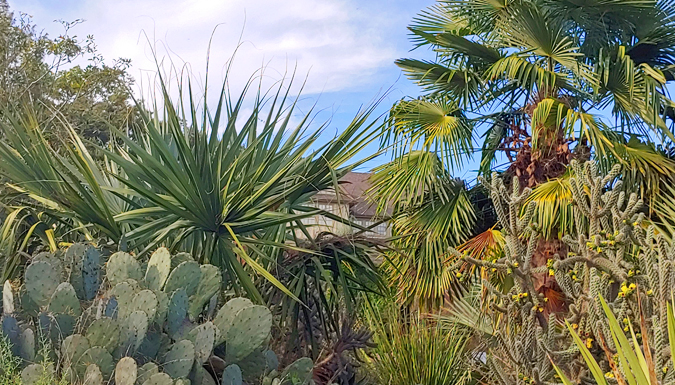 palms and succulents at the south carolina botanical garden