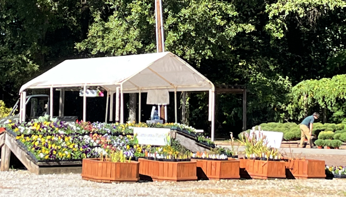 white tent with rows of plants for sale arranged under and outside