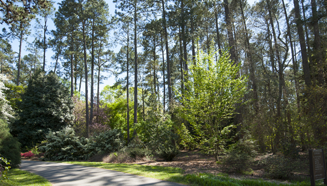 trees and shrubs lining a paved road