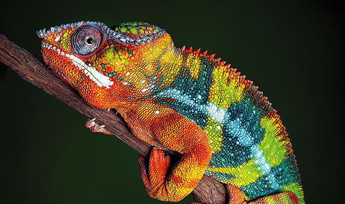 Decorative image of a chameleon