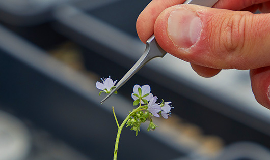 Hand cutting off a small flower.