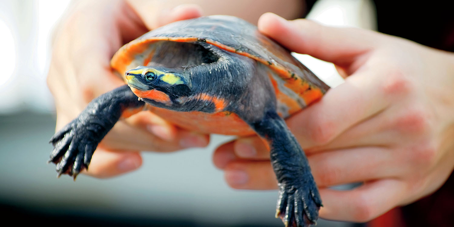 Turtle being held by two hands.