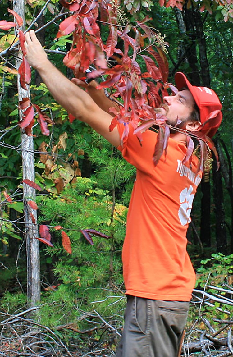 Ben Case, a Creative Inquiry student, documents Oxydendrum arboreum.