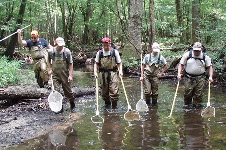 Group of men with nets, fishing, knee deep in stream or river.