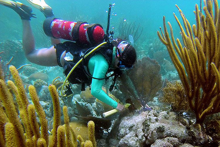 Scuba diver in ocean.