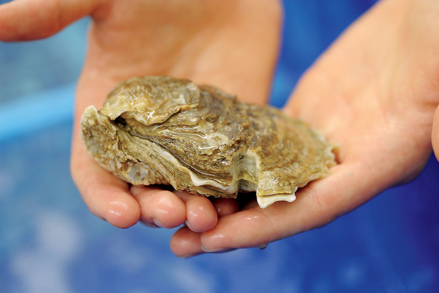 A wet hand holding a mollusk.