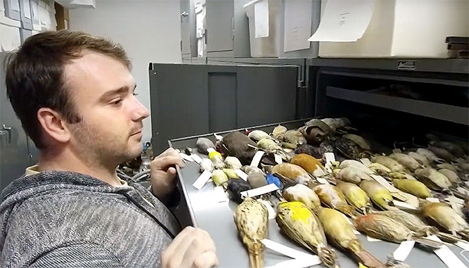 Man holding tray of bird specimens.