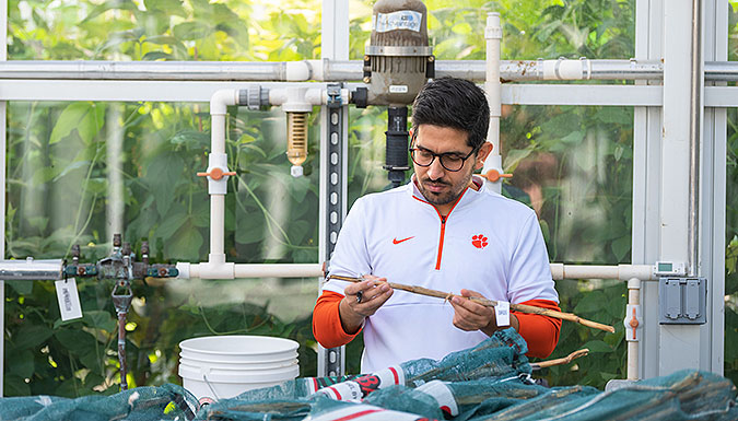Grad student, Rohit Kumar, examining a plant stalk in a greenhouse.