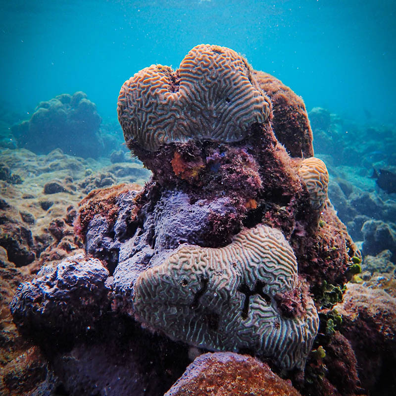 Mound of coral underwater.