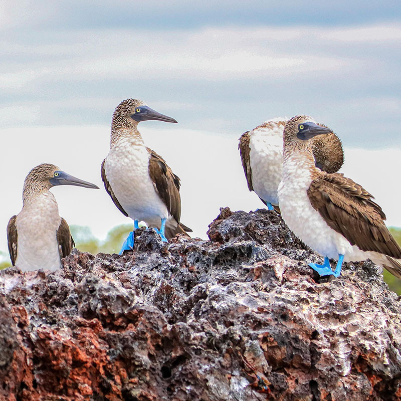 Four birds, Blue-Footed Boobies, standing on rocks.