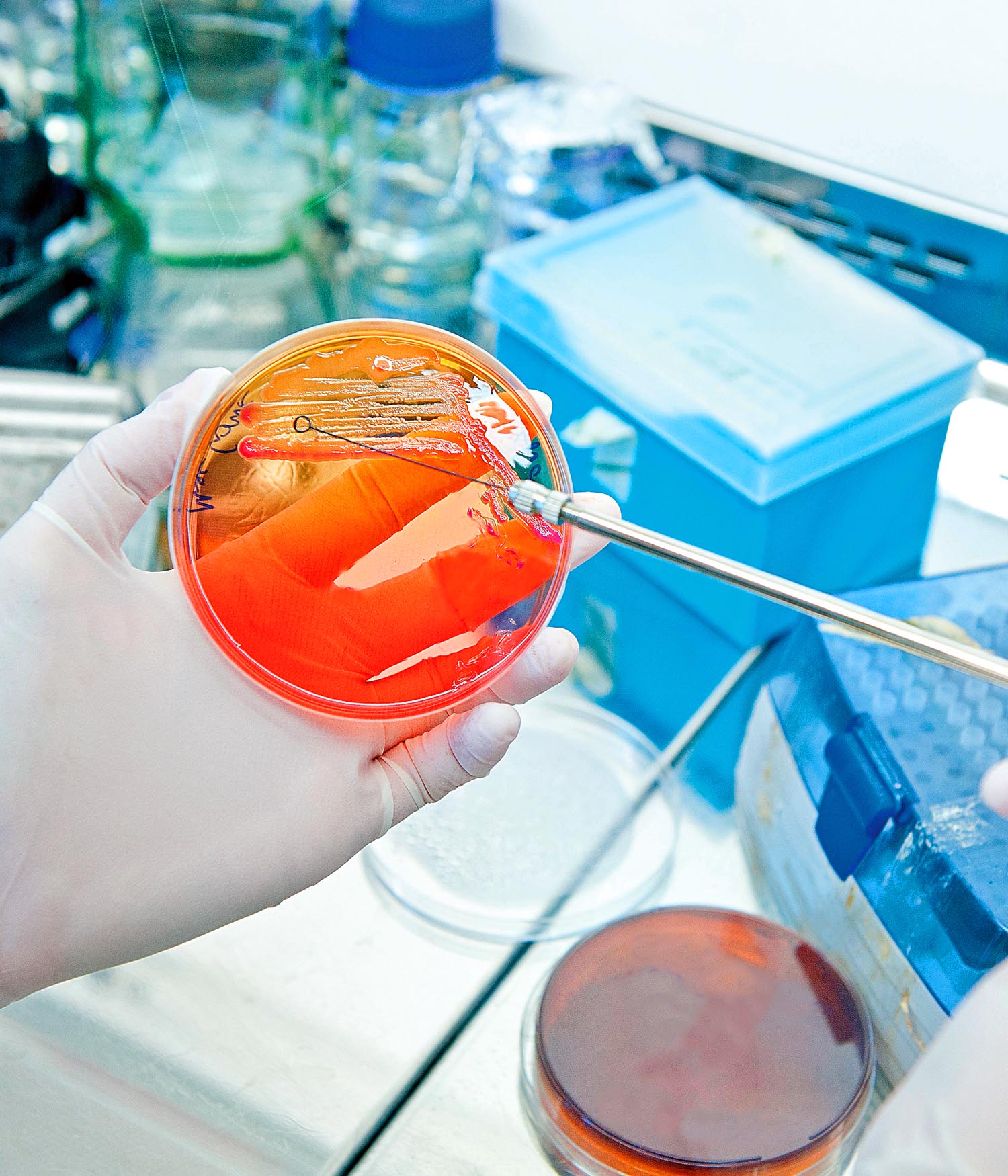 Lab worker's hands holding petri dish