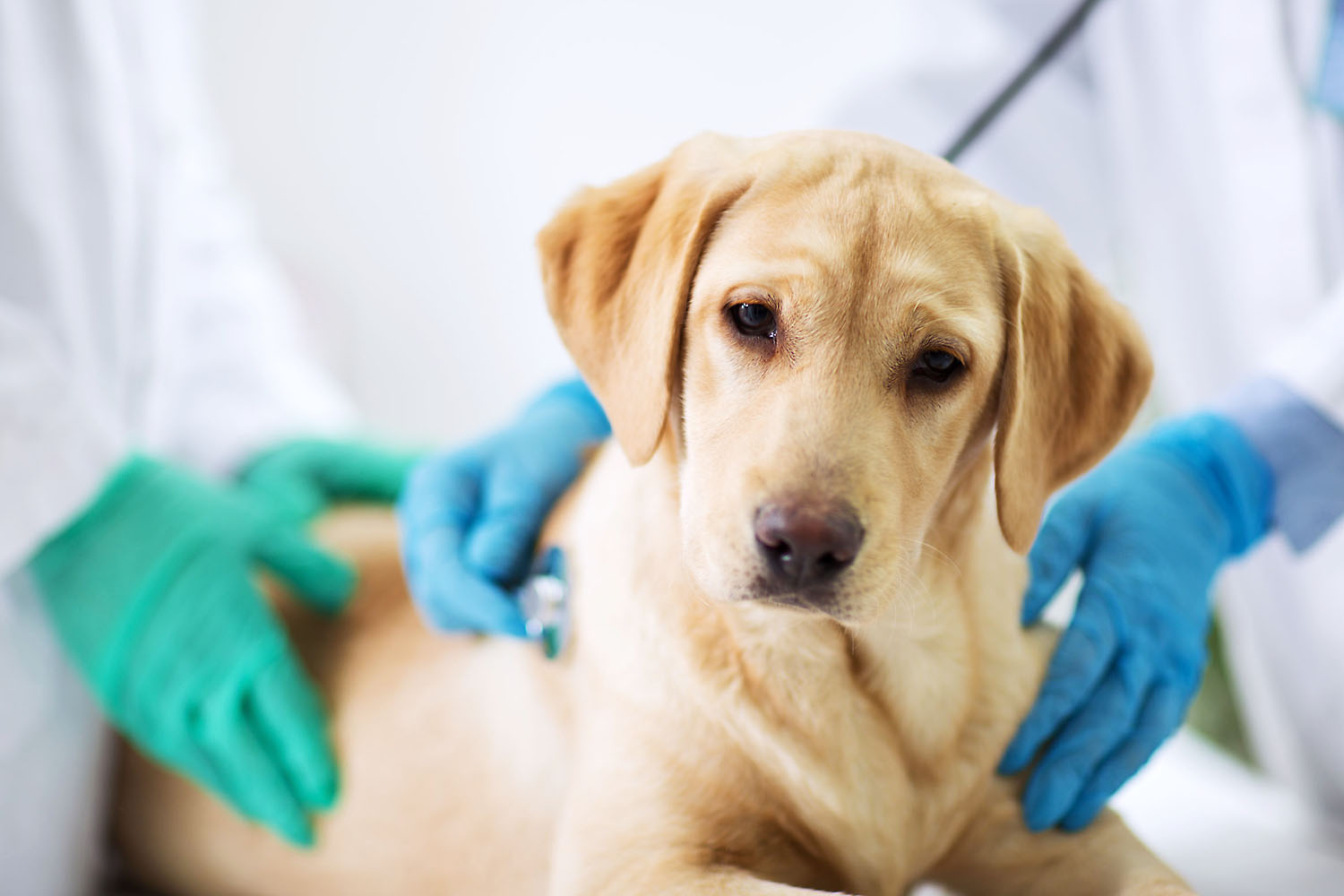 Dog in vet office.