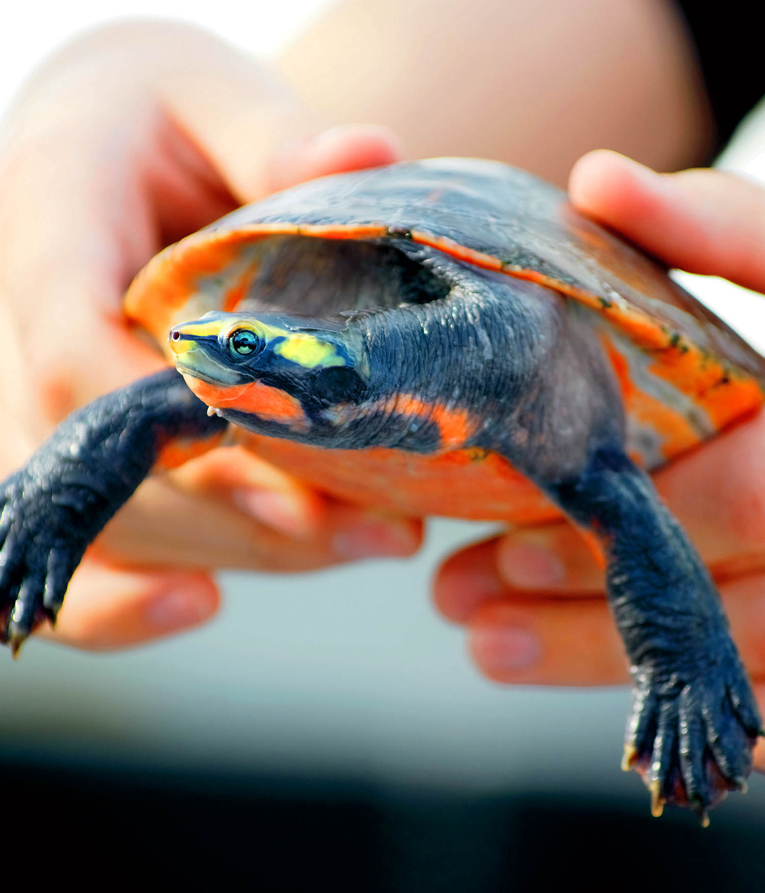 Student holding turtle