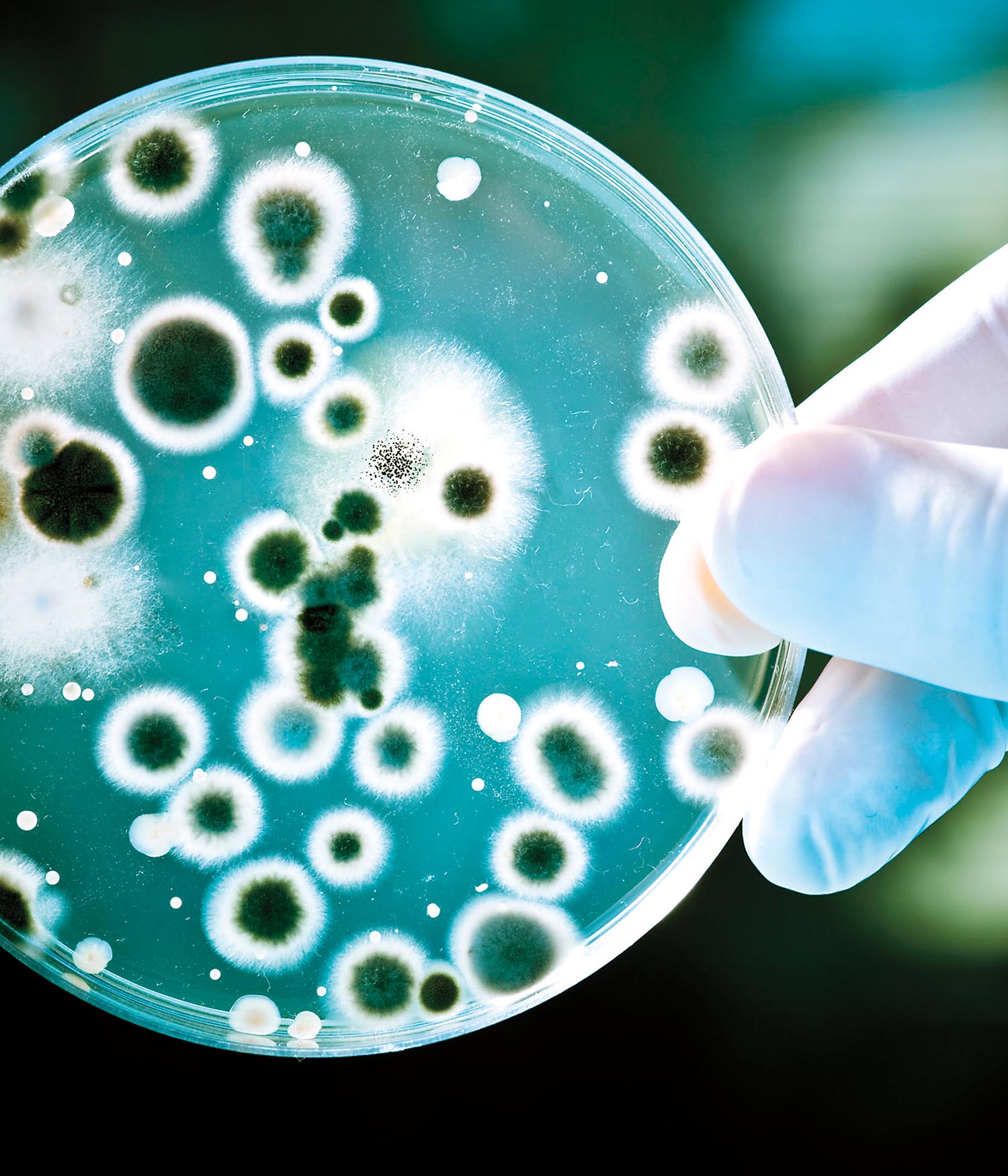 Person in lab holding petri dish