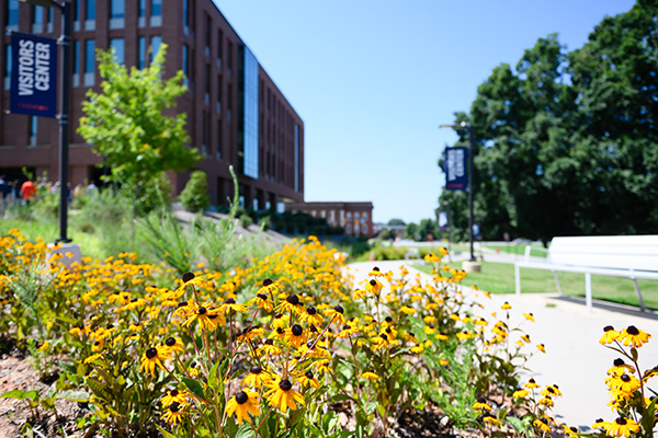 Yellow flowers on campus during the summer