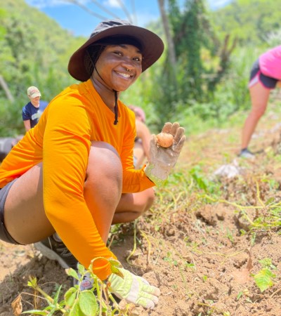 harvesting potatoes in Dominica