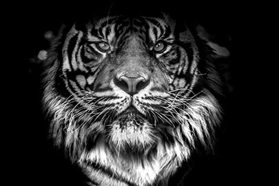 Clemson University Tigers United Team Up for Tigers Program