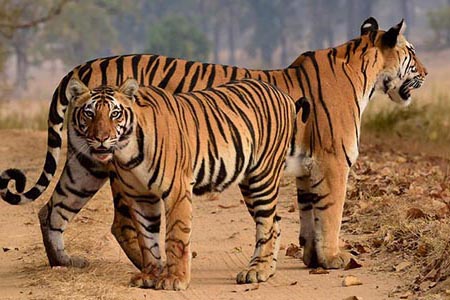 Two Wild tigers Standing in the Road