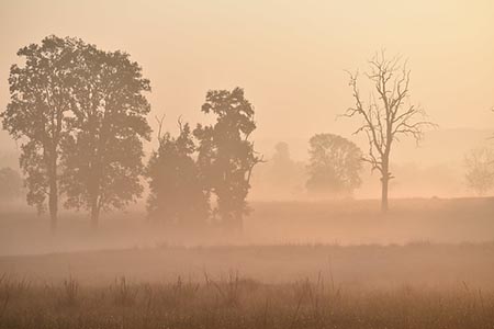 Landscape of Savannah