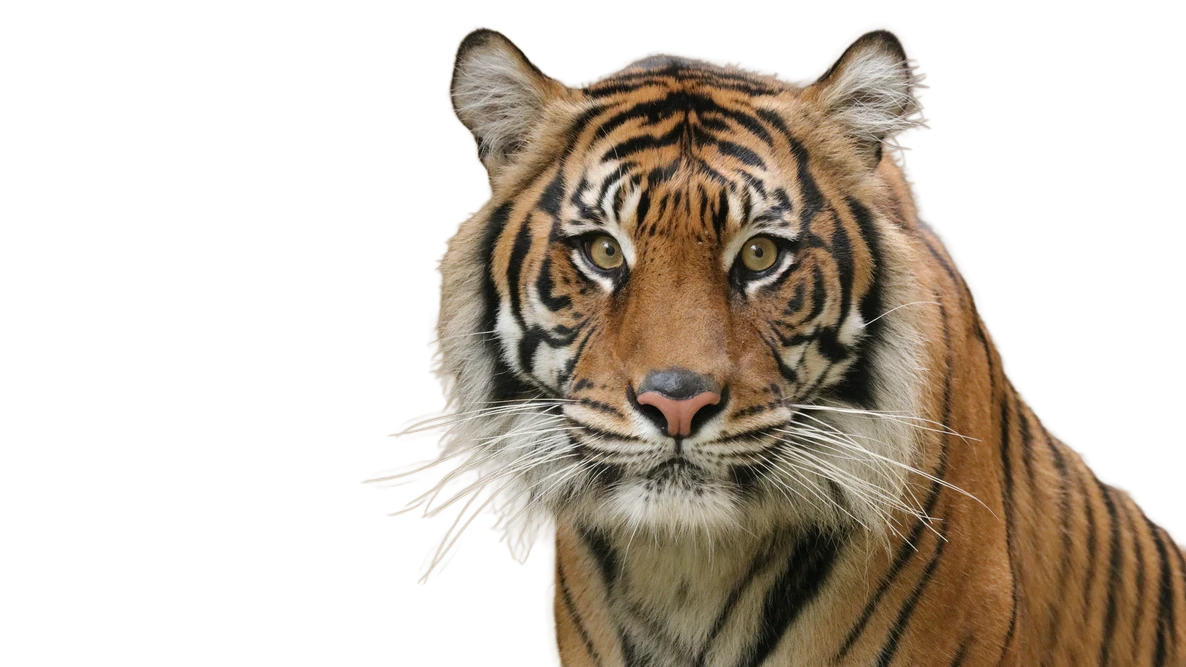 bengal tiger