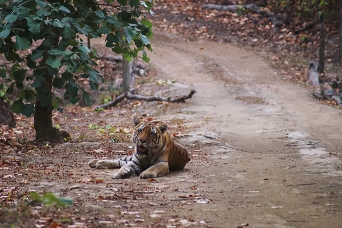 an adult tiger sits beside a dirt road yawning