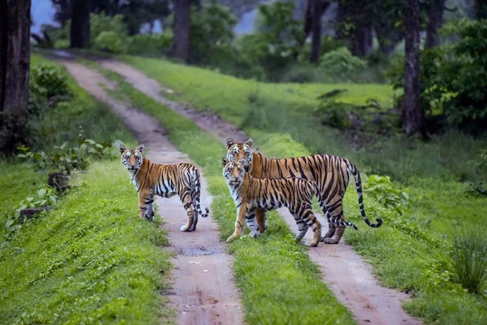 A mother and two tiger cubs stand in the middle of a wooded dirt road