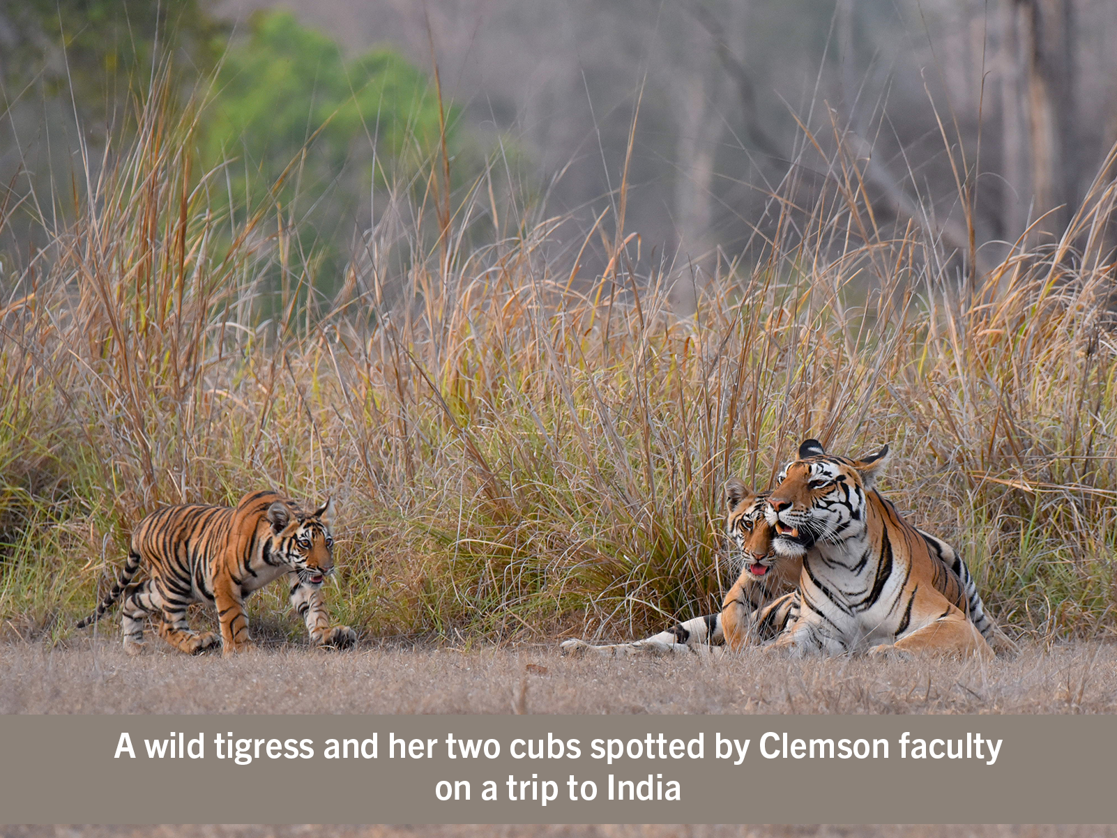 A tigress and her two cubs lounge in the grass in India.