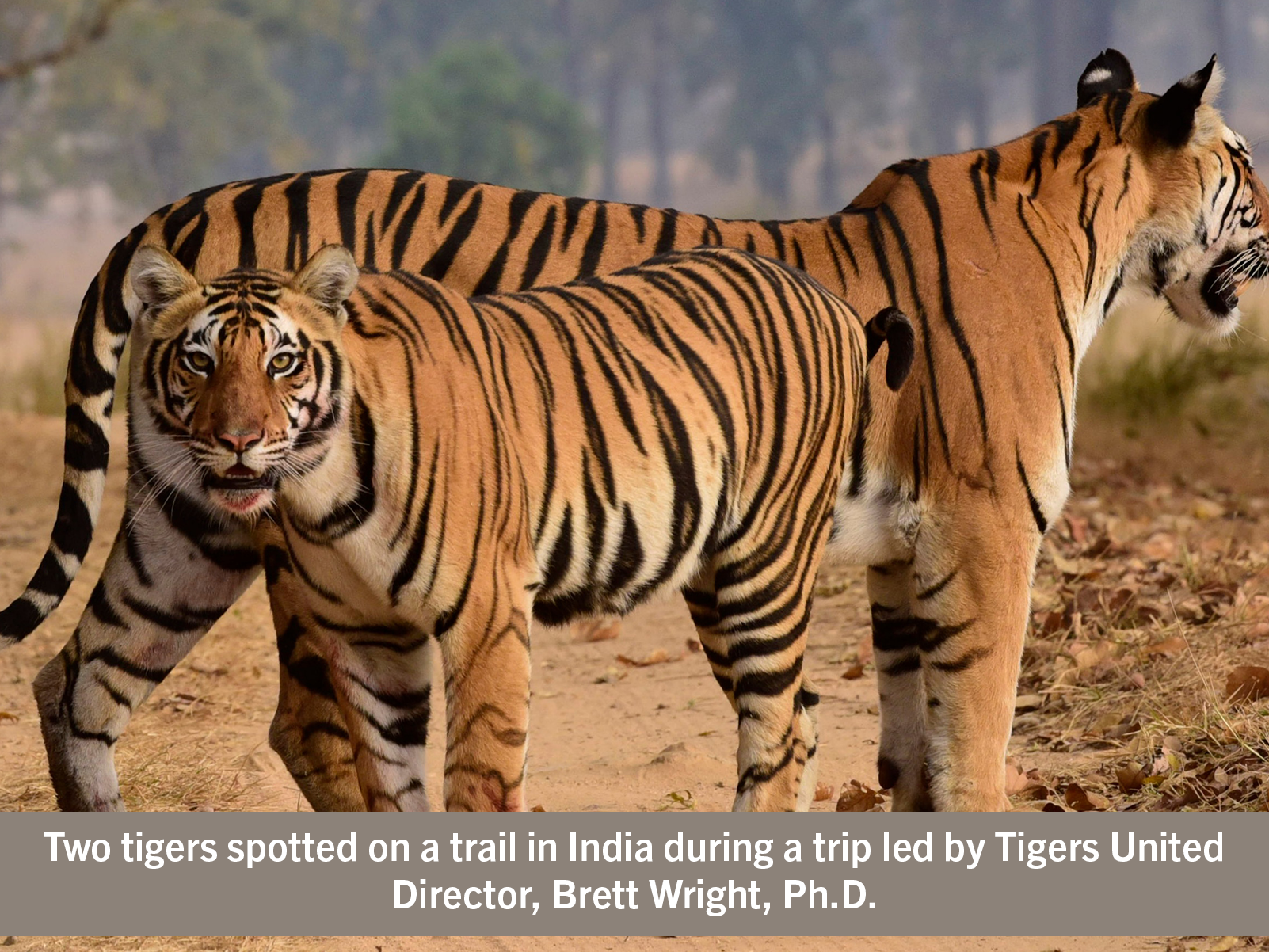 Two wild tigers on a road in India.