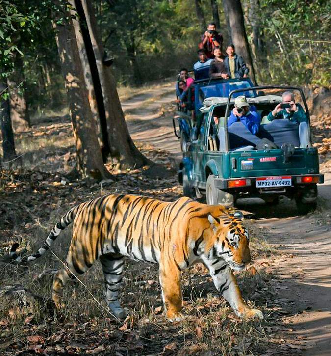 a tiger in the foreground is watched by a crowd in a vehicle