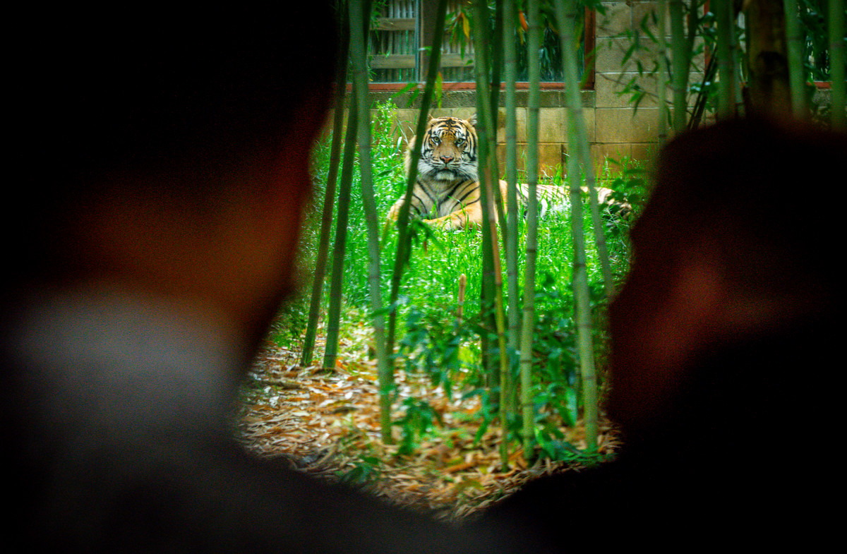 two zoo visitors look through bamboo at a tiger resting in the grass inside its enclosure