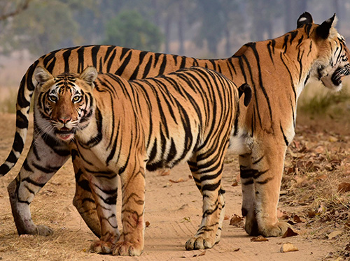 two wild tigers standing in a dirt trail