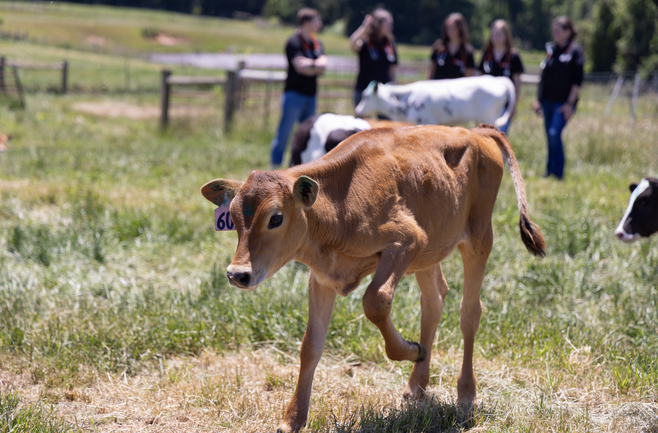 Dairy Cow walking through a field with veterinarians in the background.