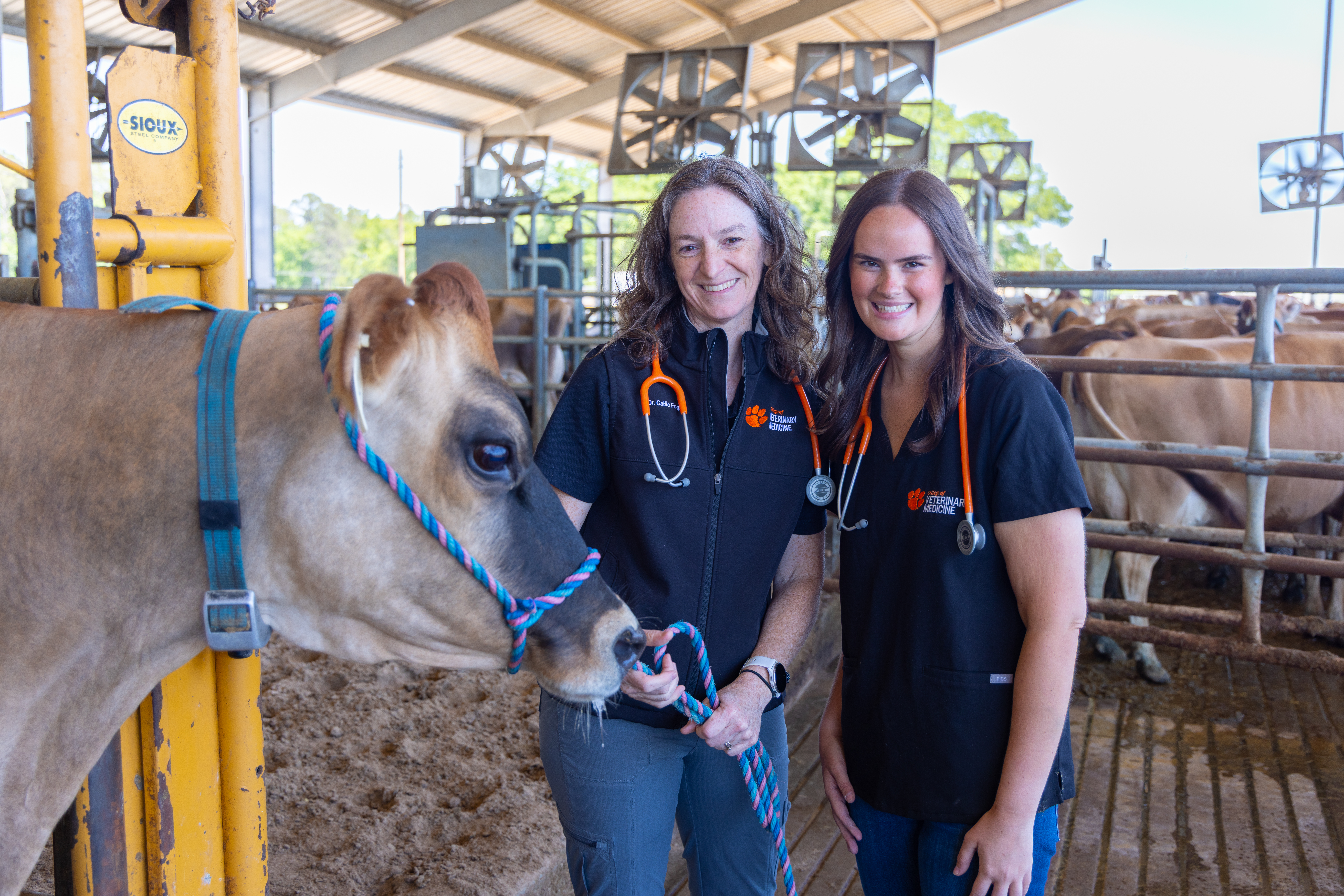 Professor and Student with Dairy cow