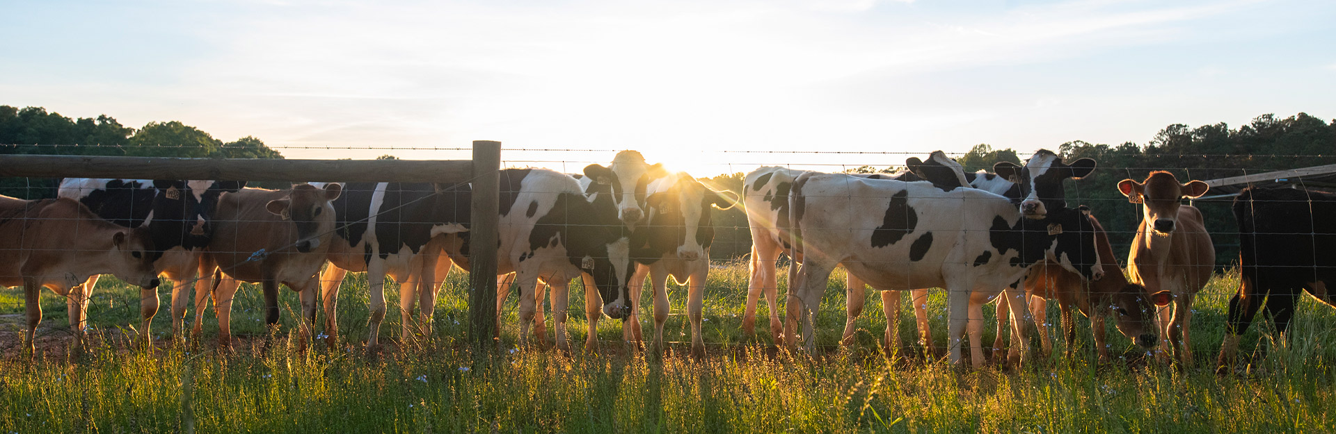 Cows in a field at sunset at Lamaster Dairy Center.
