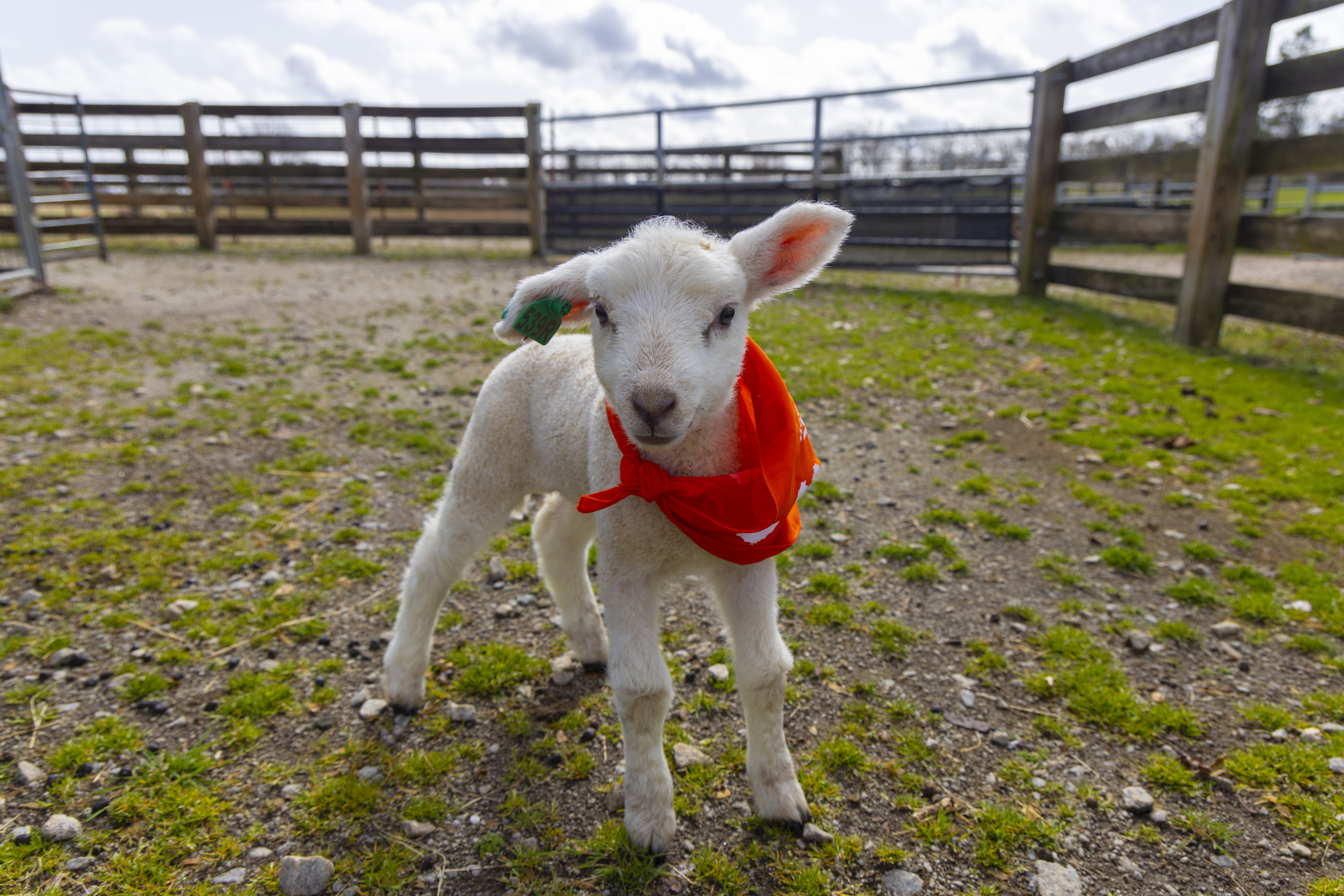 A lamb from Clemson's sheep farm poses wearing an orange CVM bandana.